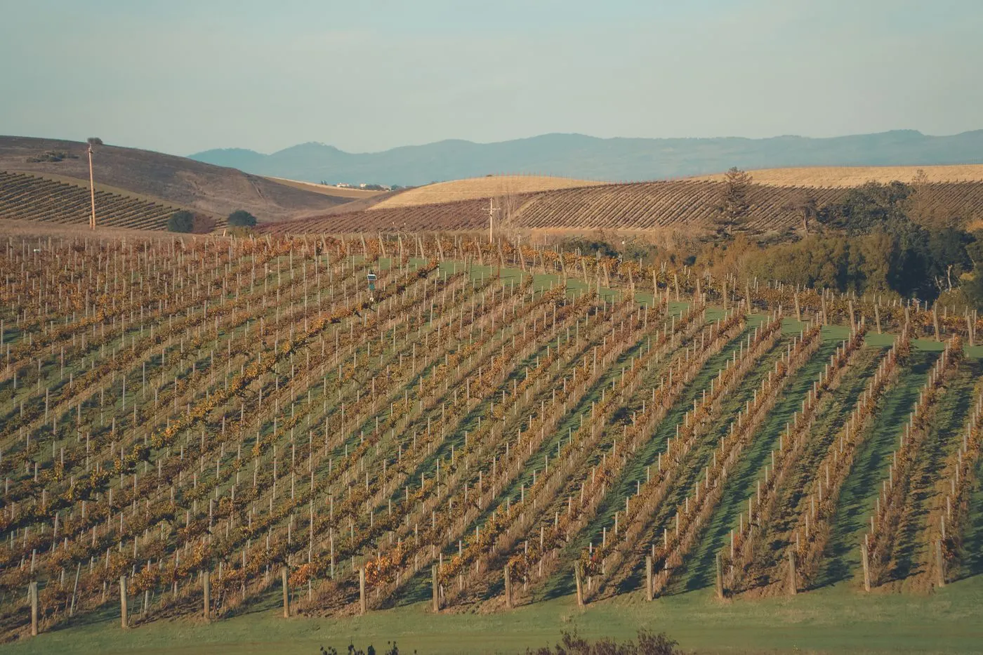 Rows of grapevines on rolling Piedmont hills at golden hour